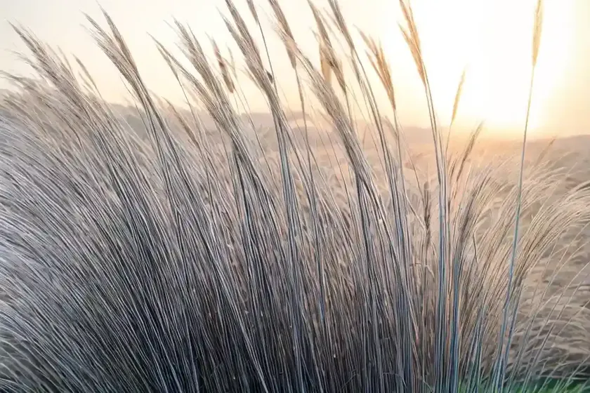 Miscanthus sinensis ‘morning light’ (chinese silver grass) — photo 2