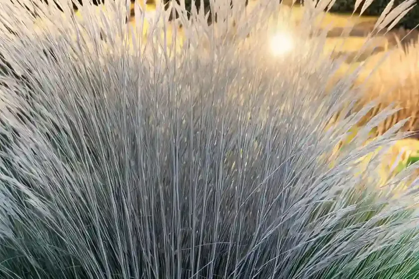 Miscanthus sinensis ‘morning light’ (chinese silver grass) — photo 3