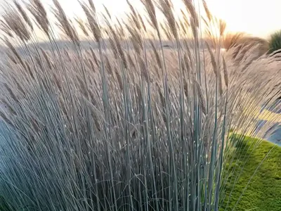 Miscanthus Sinensis ‘Morning Light’ (Chinese Silver Grass)