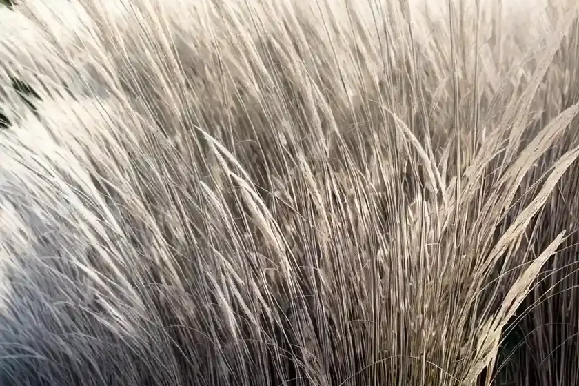 Miscanthus sinensis ‘silberfeder’ (chinese silver grass) — photo 2