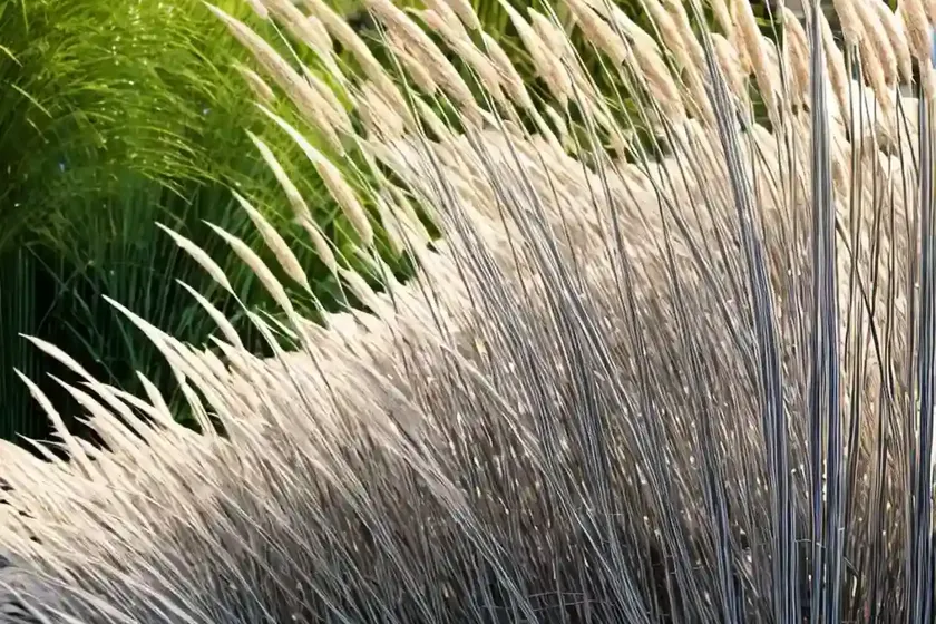 Miscanthus sinensis ‘silberfeder’ (chinese silver grass) — photo 3