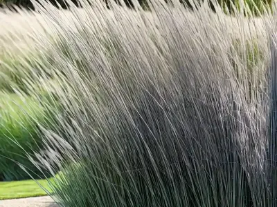 Miscanthus Sinensis ‘Silberfeder’ (Chinese Silver Grass)