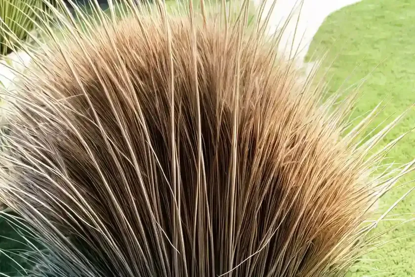 Miscanthus sinensis ‘strictus’ (porcupine grass) — photo 2