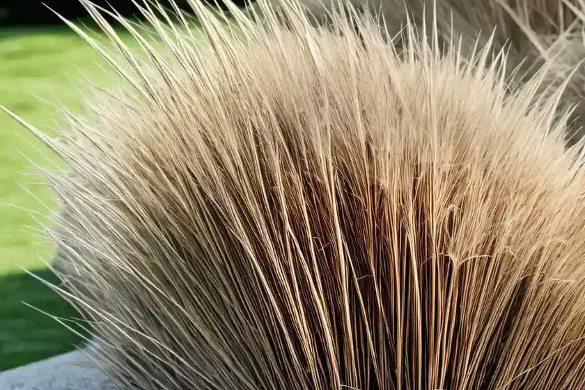 Miscanthus sinensis ‘strictus’ (porcupine grass) — photo 3