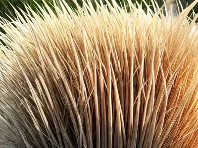 Miscanthus Sinensis ‘Strictus’ (Porcupine Grass)