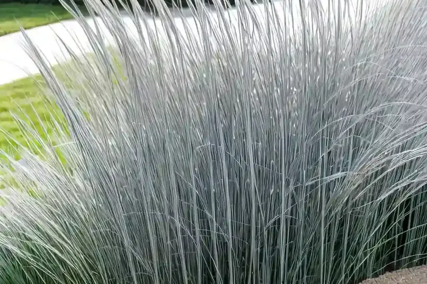 Miscanthus sinensis var. condensatus ‘cosmopolitan’ (chinese silver grass) — photo 2