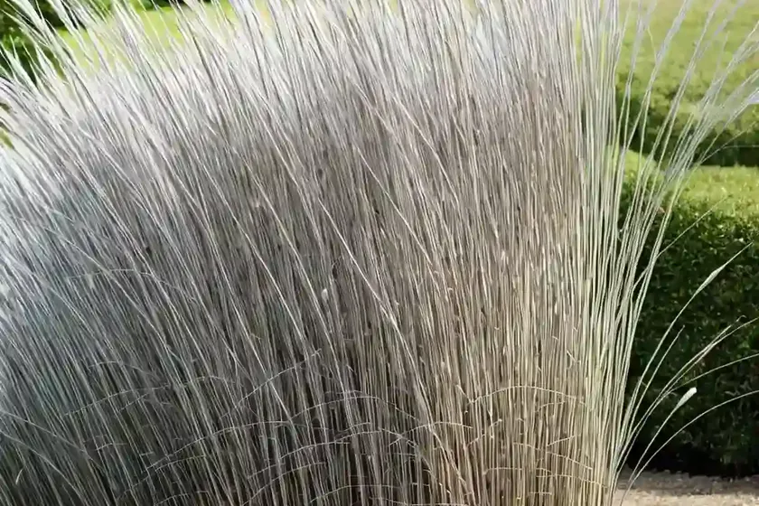Miscanthus sinensis var. condensatus ‘cosmopolitan’ (chinese silver grass) — photo 3