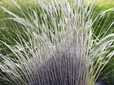 Miscanthus Sinensis Var. Condensatus ‘Cosmopolitan’ (Chinese Silver Grass)
