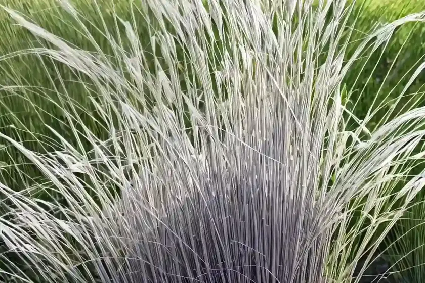 Miscanthus sinensis var. condensatus ‘cosmopolitan’ (chinese silver grass)