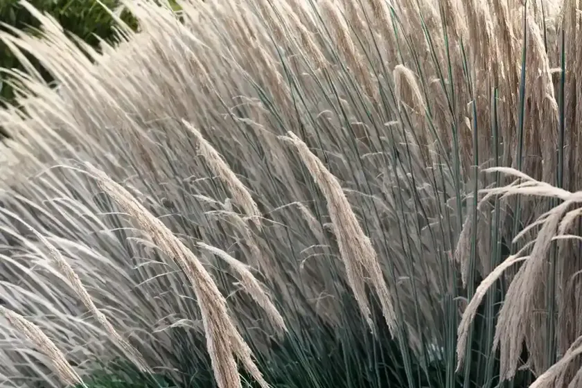Miscanthus Sinensis ‘Yakushima Dwarf’ (Chinese Silver Grass) — photo 2