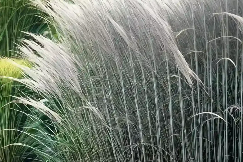 Miscanthus Sinensis ‘Yakushima Dwarf’ (Chinese Silver Grass) — photo 3