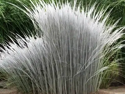 Miscanthus Sinensis ‘Yakushima Dwarf’ (Chinese Silver Grass)