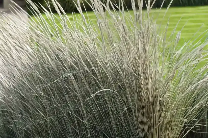 Miscanthus sinensis ‘zebrinus’ (zebra grass) — photo 2