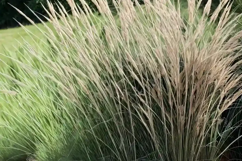 Miscanthus sinensis ‘zebrinus’ (zebra grass) — photo 3