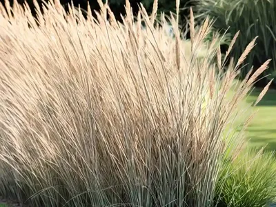Miscanthus Sinensis ‘Zebrinus’ (Zebra Grass)