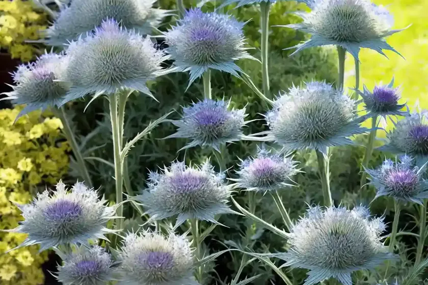 Miss Willmott’s Ghost (Eryngium Giganteum) — photo 2