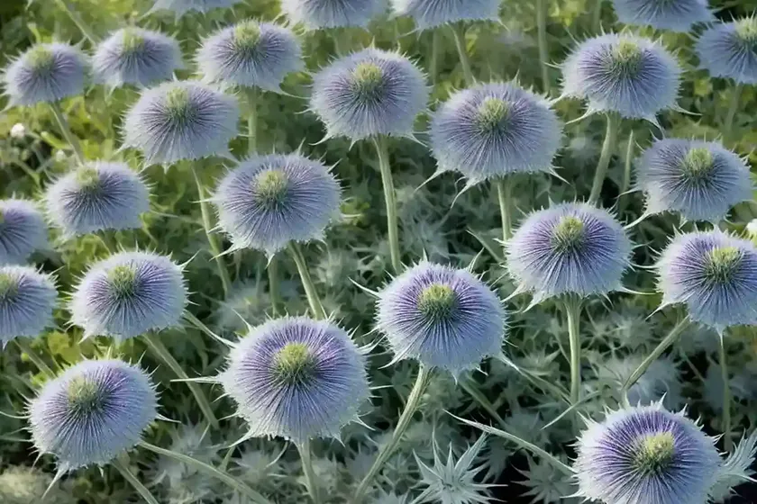 Miss Willmott’s Ghost (Eryngium Giganteum) — photo 3