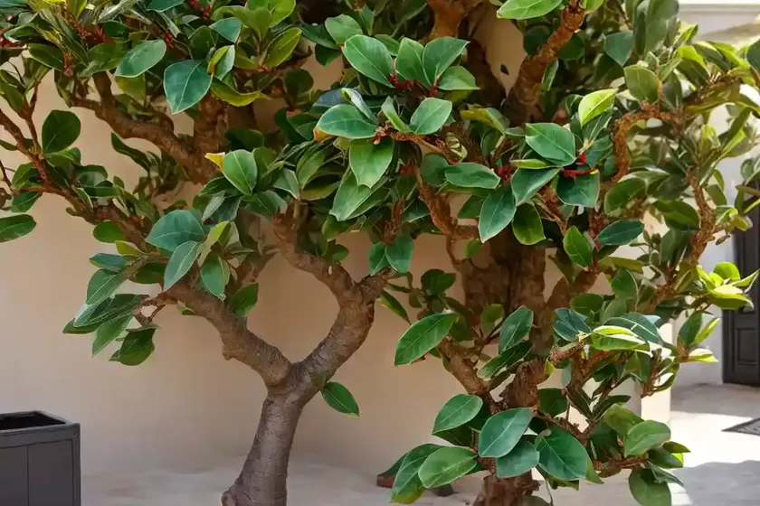 Mistletoe Fig (Ficus Deltoidea) — photo 2