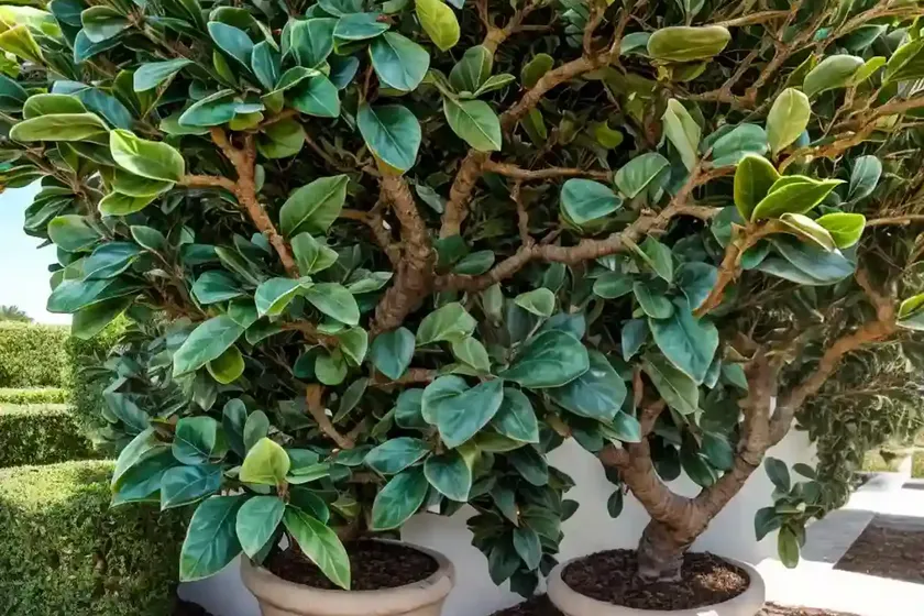 Mistletoe Fig (Ficus Deltoidea) — photo 3