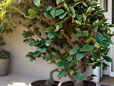 Mistletoe Fig (Ficus Deltoidea)