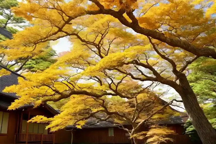 Miyabe maple (acer miyabei) — photo 2