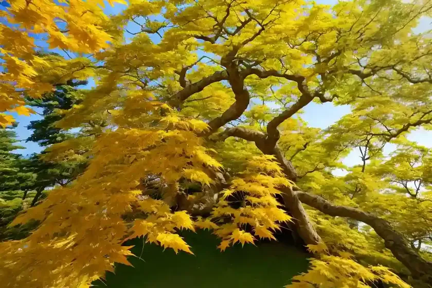 Miyabe maple (acer miyabei) — photo 3