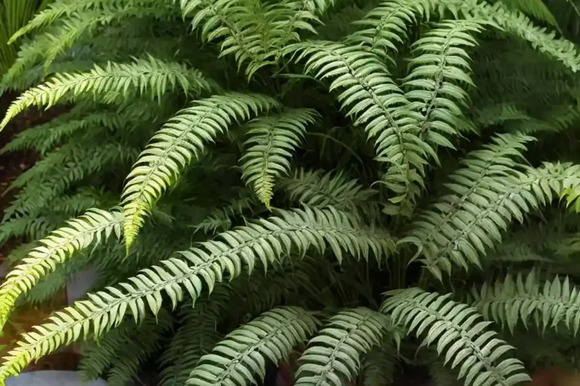 Monarch fern (phymatosorus scolopendria) — photo 2