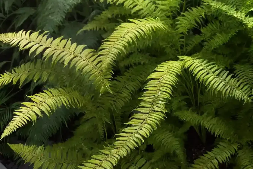 Monarch fern (phymatosorus scolopendria) — photo 3