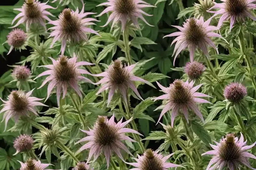 Monarda bradburiana (eastern bee balm) — photo 3