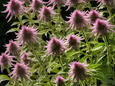 Monarda Bradburiana (Eastern Bee Balm)