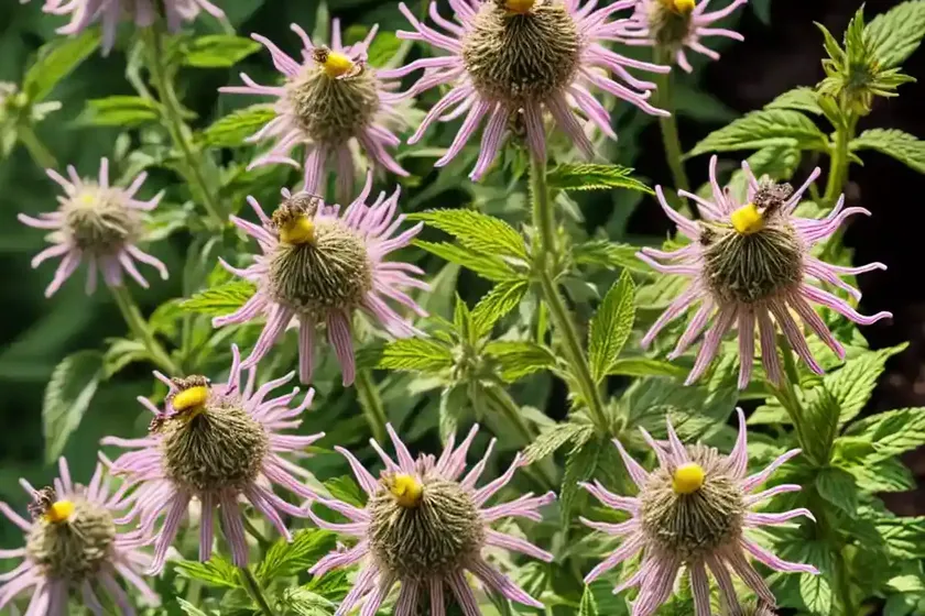 Monarda citriodora (lemon bee balm) — photo 2