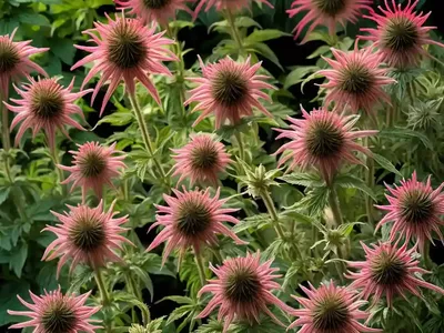 Monarda Didyma ‘Coral Reef’ (Bee Balm)