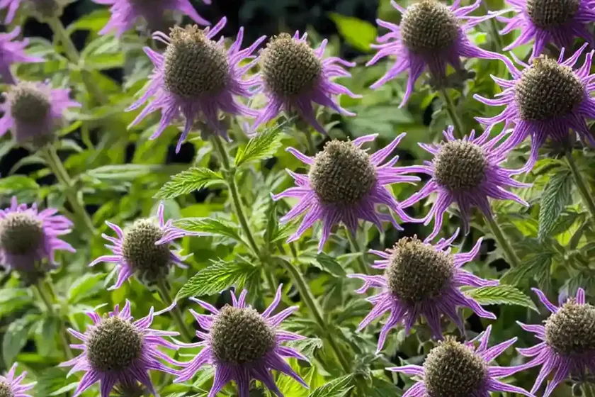 Monarda didyma ‘pardon my lavender’ (bee balm) — photo 3