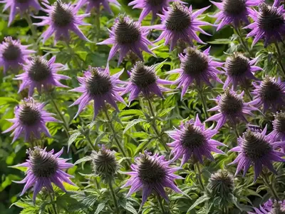 Monarda Didyma ‘Pardon My Lavender’ (Bee Balm)
