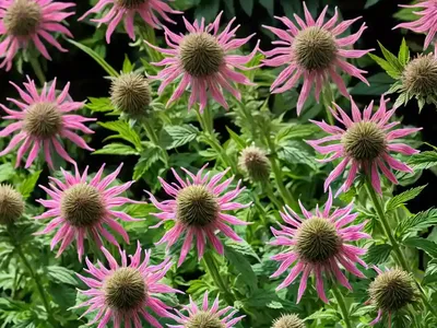 Monarda Didyma ‘Pardon My Pink’ (Bee Balm)