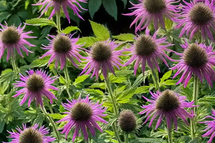 Monarda didyma ‘pardon my purple’ (bee balm) — photo 3