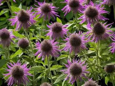 Monarda Didyma ‘Pardon My Purple’ (Bee Balm)
