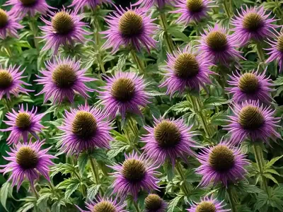 Monarda Didyma ‘Purple Rooster’ (Bee Balm)