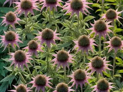 Monarda Didyma (Scarlet Bee Balm)
