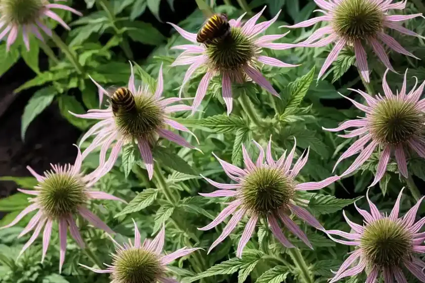 Monarda didyma x fistulosa ‘oneida’ (bee balm) — photo 2