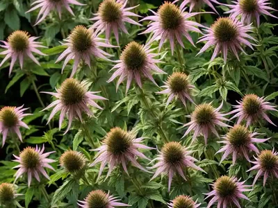 Monarda Didyma X Fistulosa ‘Oneida’ (Bee Balm)