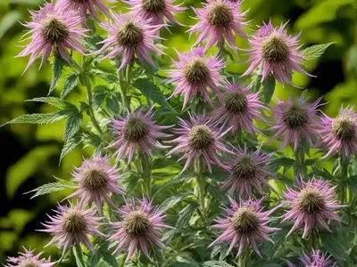 Monarda Fistulosa (Wild Bergamot)