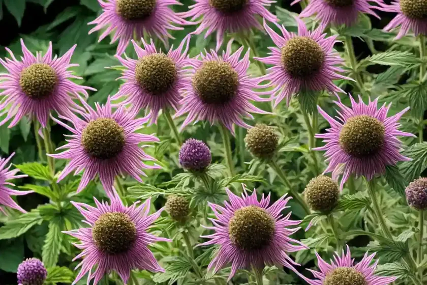 Monarda ‘Grape Gumball’ (Bee Balm) — photo 2