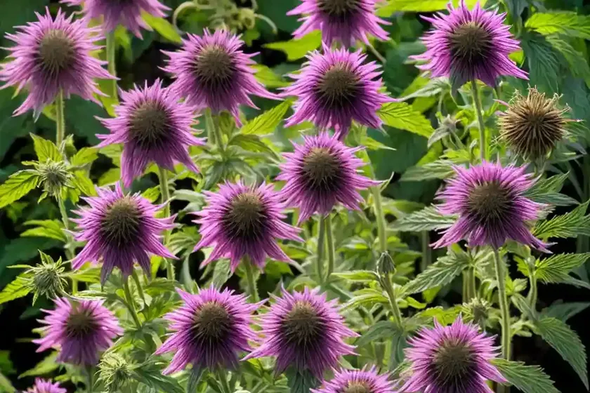 Monarda ‘Grape Gumball’ (Bee Balm) — photo 3
