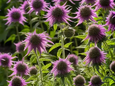 Monarda ‘Grape Gumball’ (Bee Balm)