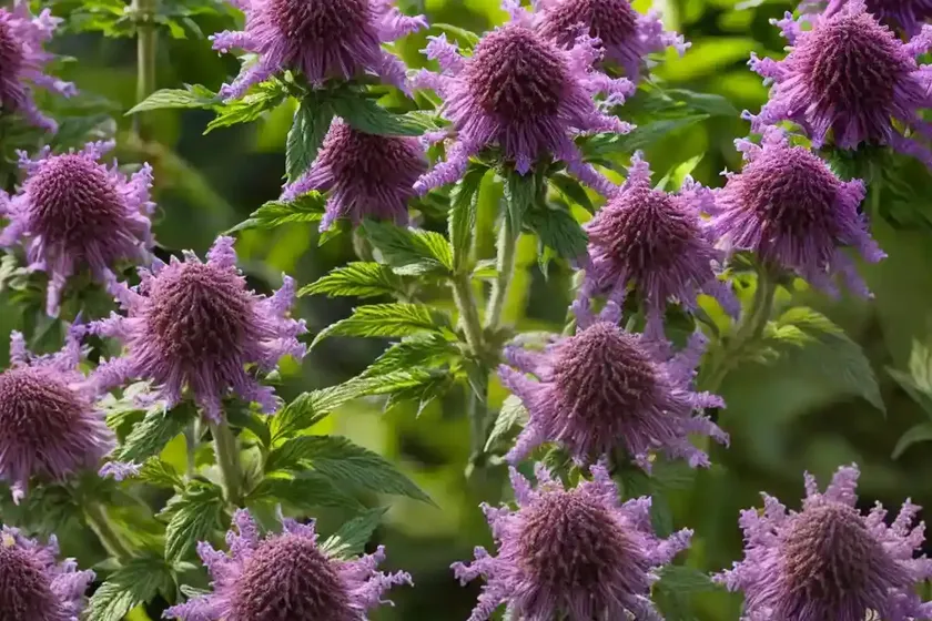 Monarda media (purple bergamot) — photo 2