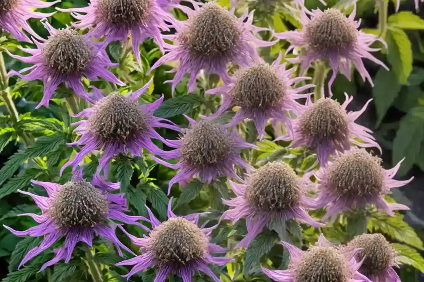 Monarda media (purple bergamot) — photo 3