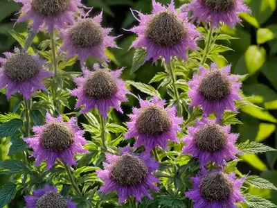 Monarda Media (Purple Bergamot)