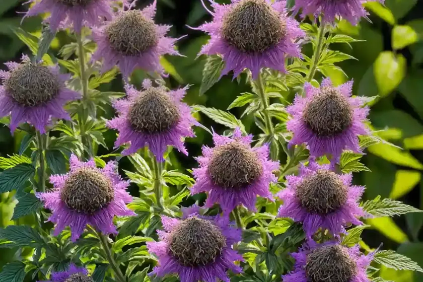 Monarda media (purple bergamot)