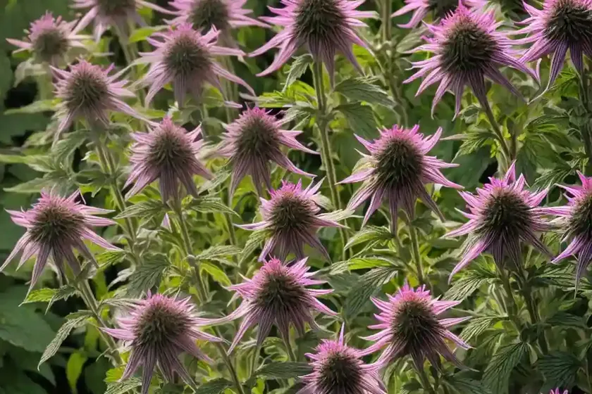 Monarda ‘vintage wine’ (bee balm) — photo 2